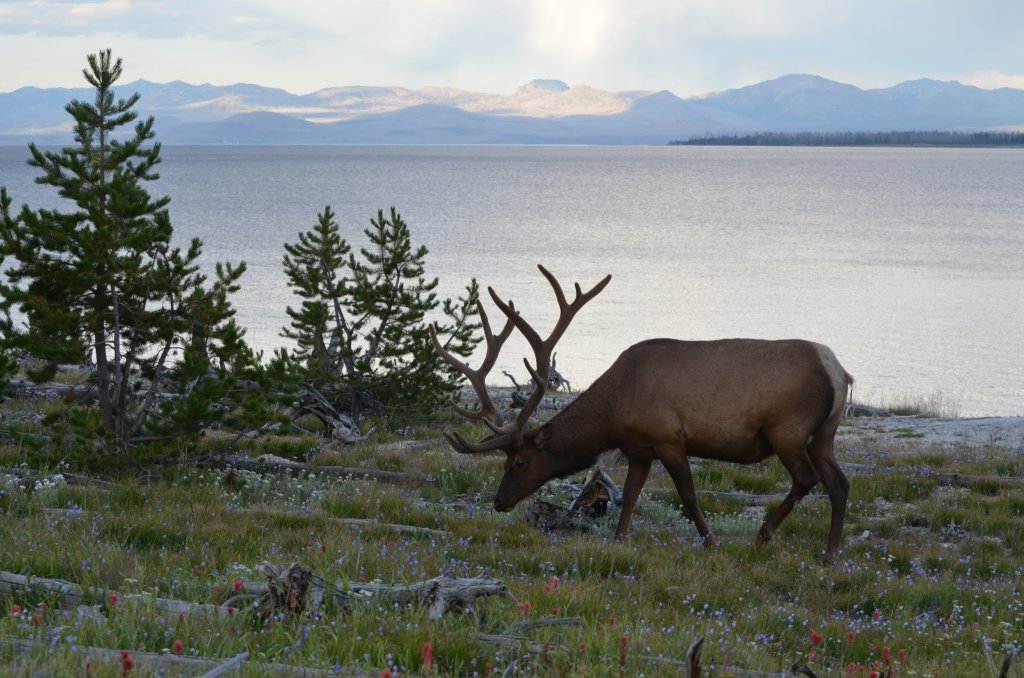 Elk in Yellowstone with lake background